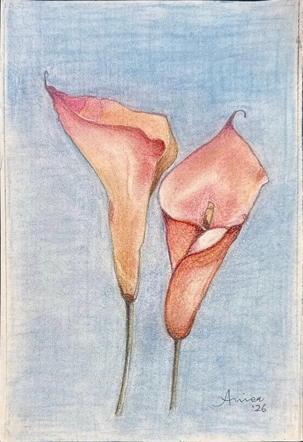 Two apricot calla lilies rise on slender stems against a soft blue ground.