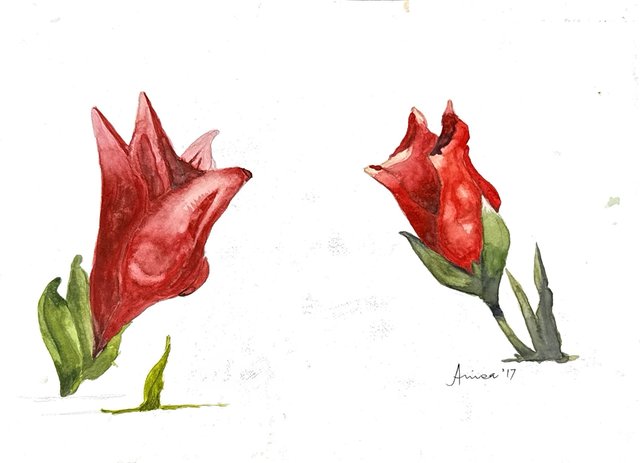 Two red flower buds are studied separately against open white paper.