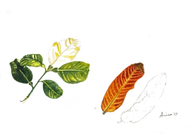 A green leafy sprig and a rust-red leaf sit beside lightly drawn botanical outlines.