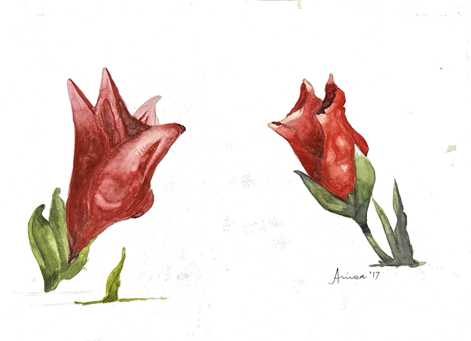 Two red flower buds are studied separately against open white paper.