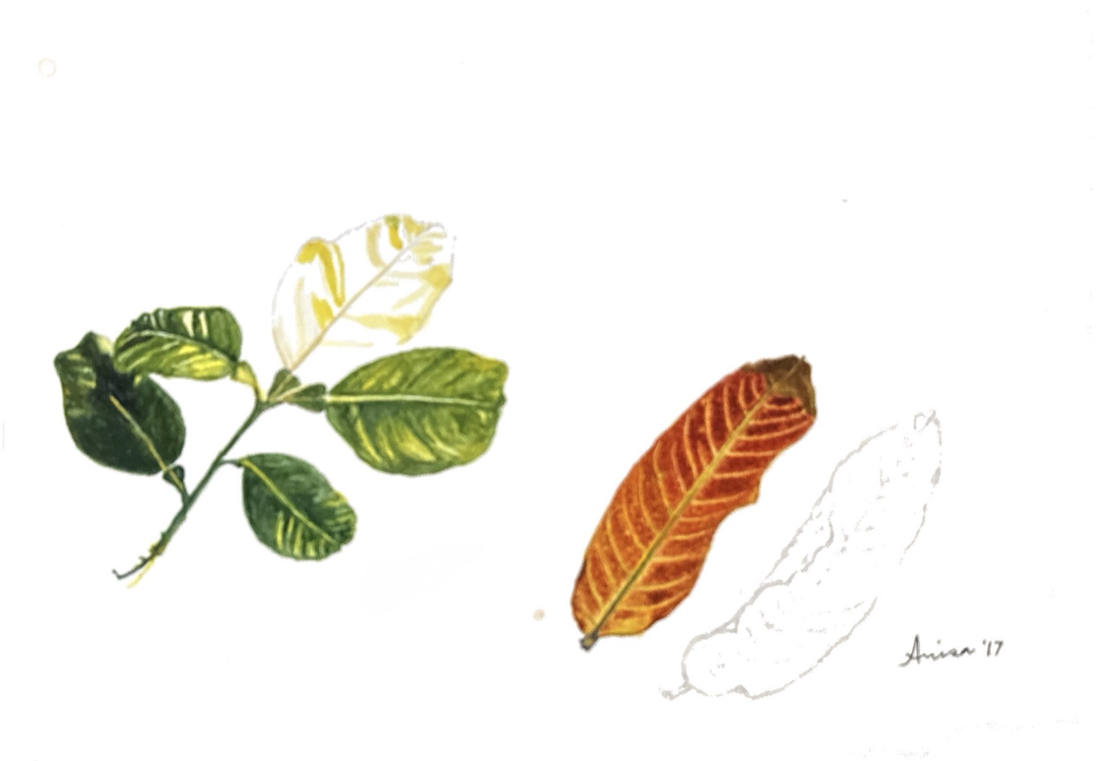 A green leafy sprig and a rust-red leaf sit beside lightly drawn botanical outlines.